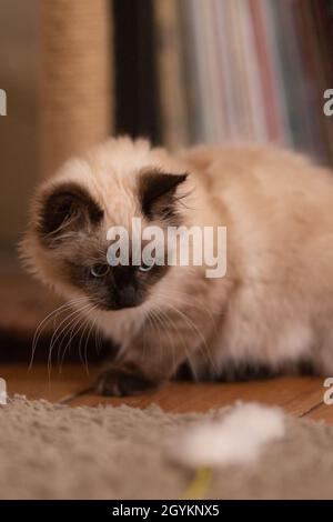 Flauschige Birman Katze neugierig etwas zu beobachten Stockfoto