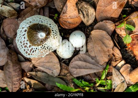 Tanzender Pilz, der auf dem Boden voller trockener Blätter wächst Stockfoto