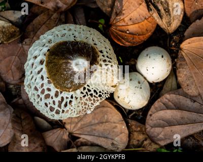 Tanzender Pilz, der auf dem Boden voller trockener Blätter wächst Stockfoto