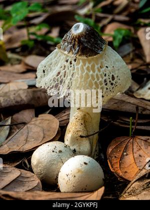 Tanzender Pilz, der auf dem Boden voller trockener Blätter wächst Stockfoto