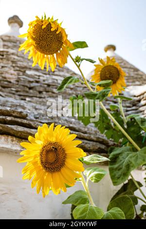 Schöne Sonnenblumen mit Biene und Trulli Steinmauer Haus in Alberobello, Apulien, Italien auf dem Hintergrund, Nahaufnahme, vertikal Stockfoto