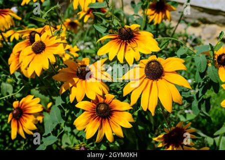 Leuchtend gelbe Blüten von Rudbeckia, allgemein bekannt als Kegelblumen oder schwarze Augen susans, in einem sonnigen Sommergarten, schöne Outdoor-Blumenhintergrund Stockfoto