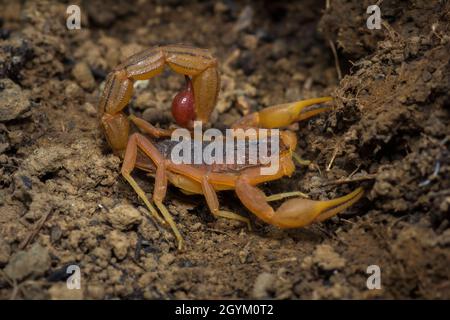 Pottentotta tamulus, Satara, Maharashtra, Indien Stockfoto