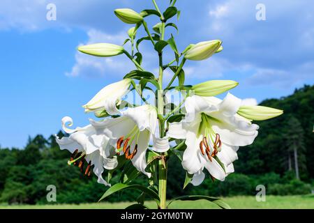 Gruppe von vielen großen weißen Blüten und Knospen von Lilium oder Lilie Pflanze in einem britischen Cottage-Stil Garten an einem sonnigen Sommertag, schöne Outdoor-Blumen b Stockfoto