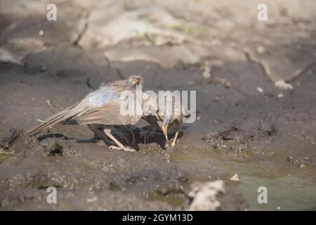 Großer Grauer Schwalber, Turdoides malcolmi, Indien Stockfoto