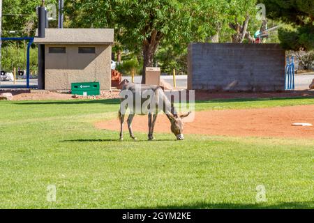 Blue Diamond, NV, USA – 8. Juni 2021: Ein wilder Burro, der auf dem Gras in einem Park in der kleinen Stadt Blue Diamond, Nevada, grast. Stockfoto