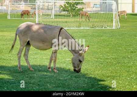 Blue Diamond, NV, USA – 8. Juni 2021: Ein wilder Burro, der auf dem Gras in einem Park in der kleinen Stadt Blue Diamond, Nevada, grast. Stockfoto