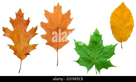 Set von Herbstblättern isoliert auf weiß. Gelbes und grünes Laub, Ahornblatt. Stockfoto
