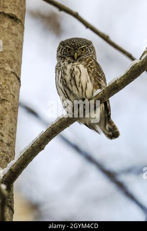 Eurasische Sperlingskauz Stockfoto