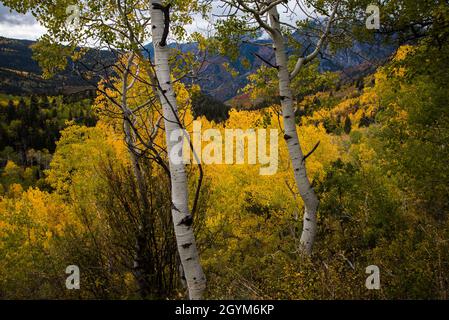 Blick auf die berühmte Alpine Loop in den Wasatch Mountains in Utah, USA. Die herrlichen Herbstblicke sind ein Magnet für Touristen und Einheimische gleichermaßen. Stockfoto