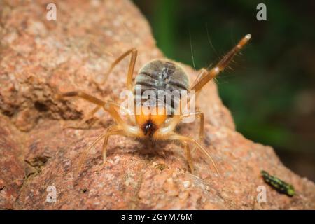 Solifuge, Sonnenspinne, Galeodes granti, Indien Stockfoto