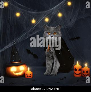 Halloween Katze. Niedliche graue Katze, glühender Jack o Laterne Kürbis und Kerzen auf dunklem Hintergrund. Halloween-Konzept. Stockfoto