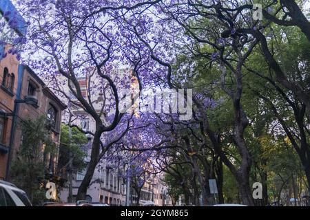 Wunderschöne Aussicht auf die Jacaranda-Bäume in der Straße von Mexiko-Stadt Stockfoto