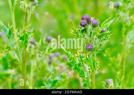 Schleichende Thistle (cirsium arvense), Nahaufnahme mit Fokus auf eine einzelne Pflanze aus vielen, die die ungeöffneten Blütenknospen und stacheligen Blätter zeigt. Stockfoto