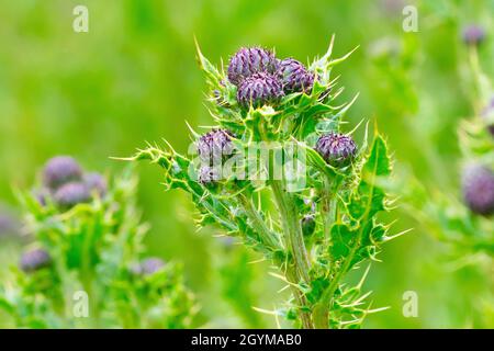 Schleichende Thistle (cirsium arvense), Nahaufnahme mit Fokus auf eine einzelne Pflanze aus vielen, die die ungeöffneten Blütenknospen und stacheligen Blätter zeigt. Stockfoto