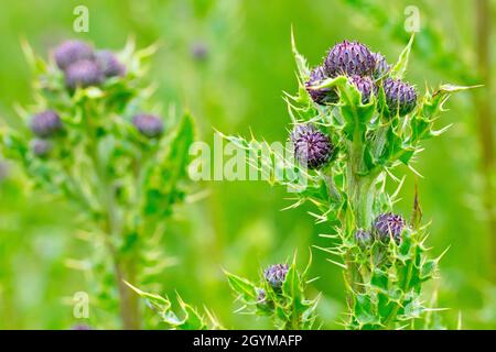 Schleichende Thistle (cirsium arvense), Nahaufnahme mit Fokus auf eine einzelne Pflanze aus vielen, die die ungeöffneten Blütenknospen und stacheligen Blätter zeigt. Stockfoto