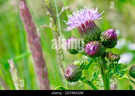 Schleichende Thistle (cirsium arvense), Nahaufnahme der ersten Blume, die oben auf der Pflanze erscheint, umgeben von ungeöffneten Knospen. Stockfoto