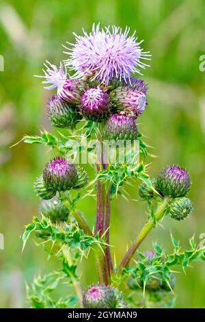 Schleichende Thistle (cirsium arvense), Nahaufnahme der Spitze einer Pflanze mit den ersten Blüten, die von ungeöffneten Knospen umgeben sind. Stockfoto