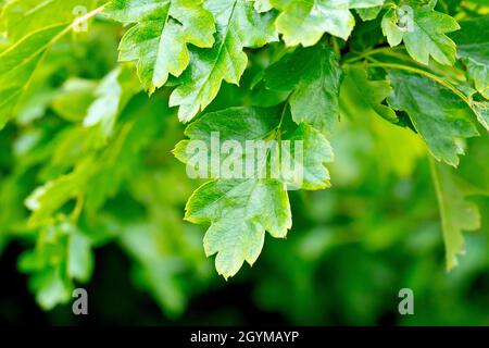 Weißdorn (Crataegus monogyna), auch bekannt als May Tree oder Whitethorn, zeigt ein einzelnes grünes Blatt des Strauches. Stockfoto