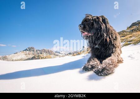 Schäferhund der italienischen Alpen auf dem Schnee sieht weit weg Stockfoto