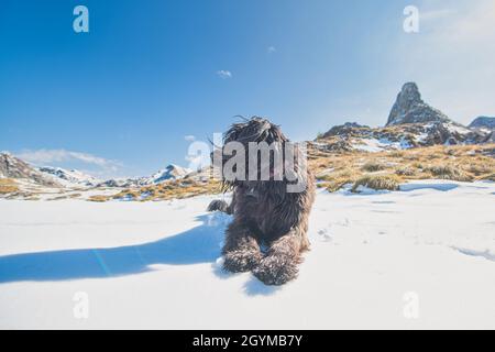 Der italienische Schäferhund ruht auf dem Schnee und schaut weit weg Stockfoto