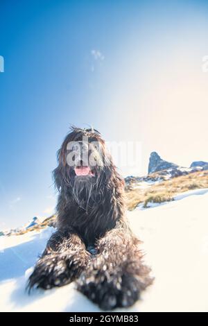 Der Hirtenhund der italienischen Alpen scheint mit seinem Blick zu dominieren Stockfoto