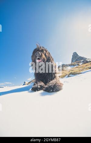 Schäferhund der italienischen Alpen beobachtet weit weg Stockfoto