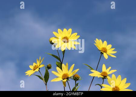 Die schönen gelben Blüten der mehrjährigen Sonnenblume Helianthus microcephalus Lemon Queen leuchten vor einem tiefblauen Himmel Hintergrund, Kopierraum Stockfoto