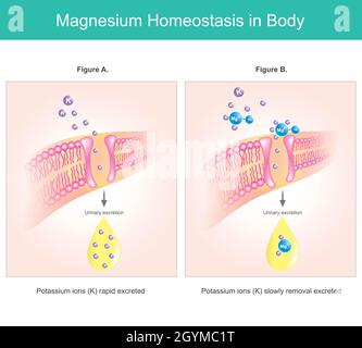 Magnesiumhomöostase im Körper. Abbildung erläutern der intrazellulären Magnesiummangel. Stock Vektor