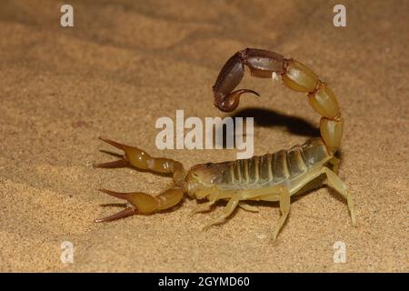 Androctonus sp., Skorpion, tödlicher Skorpion, Sanddüne, Jaisalmer, Desert National Park, Rajasthan, Indien Stockfoto