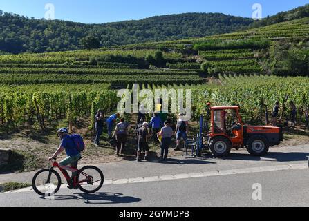 Traubenpflücker ernten Trauben für die Weinherstellung im Elsass in Frankreich Stockfoto