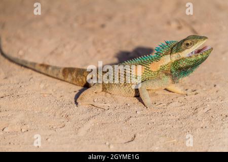 Indochinesische Waldeidechse (Calotes mystaceus) in Bagan, Myanmar Stockfoto