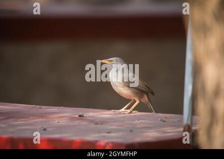 Großer Grauer Schwalber, Turdoides malcolmi, Indien Stockfoto