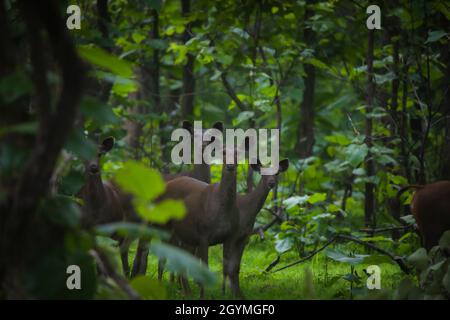 Sambar-Rotwild, Rusa unicolor, Indien Stockfoto