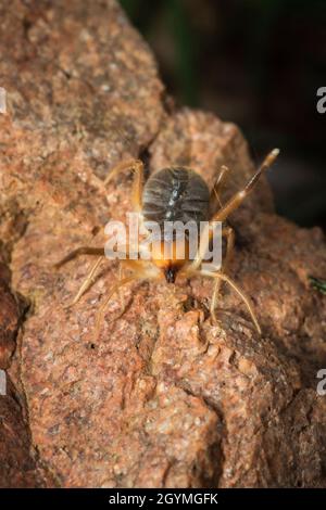 Solifuge, Sonnenspinne, Galeodes granti, Indien Stockfoto