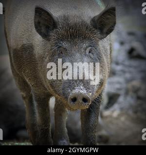 Wildschweinporträt (.Sus scrofa ) mit Vignette Stockfoto