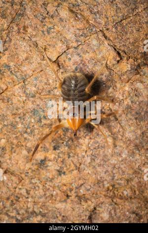 Solifuge, Sonnenspinne, Galeodes granti, Indien Stockfoto