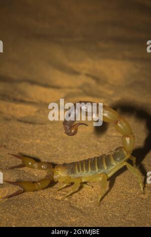 Androctonus sp., Skorpion, tödlicher Skorpion, Sanddüne, Jaisalmer, Desert National Park, Rajasthan, Indien Stockfoto