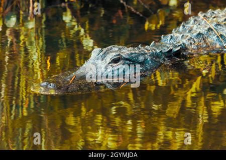 Foto eines amerikanischen Alligators, der in den Everglades in Florida im Wasser schwimmend ist Stockfoto