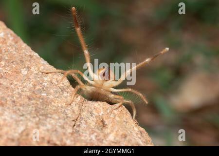 Solifuge, Sonnenspinne, Galeodes granti, Indien Stockfoto