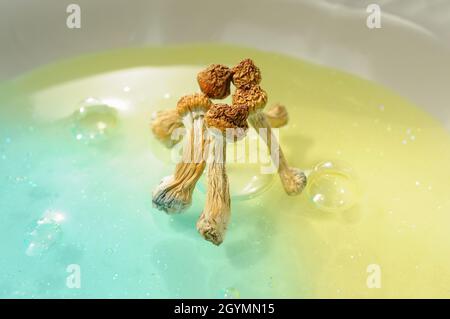 Psilocybin-Pilze auf blauem Hintergrund. Psychedelische Zauberreise, kosmisches Bewusstsein. Getrockneter Psilocybe Cubensis Golden Teacher in Reihe, isoliert, flach Stockfoto