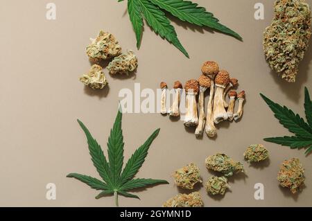 Psychedelischer Ausflug, CBD-Erholung. Mikrodosierkonzept. Getrocknete Psilocybe-Pilze, Cannabisknospen, Marihuanablätter auf Elfenbeingrund. Stockfoto