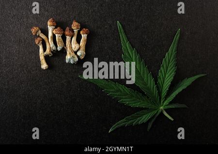Getrocknete Psilocybe cubensis Psilocybin-Pilze und Cannabisblatt auf schwarzem Hintergrund, flach liegend. Psychedelischer Trip. Natürliche Kräutertherapie. Spiritueller Exp Stockfoto