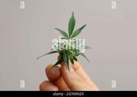 Blühende Cannabispflanze. Der Züchter hält einen frischen Zweig in der Hand. Marihuana Blüte isoliert auf grauem Hintergrund. Stockfoto