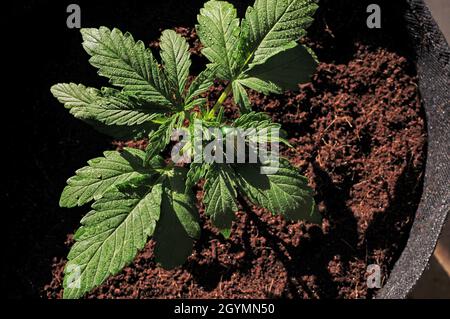 Anbau von Cannabis-Sämling. Eine weibliche Marihuanapflanze in einem Topf mit Kokosnussboden, Draufsicht, flach liegend. Stockfoto