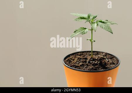 Eingetopfte Cannabispflanze. Heimwachstum. CBD-Marihuana-Busch in einem orangefarbenen Topf auf grauem Hintergrund für die Gesundheitsversorgung. Stockfoto