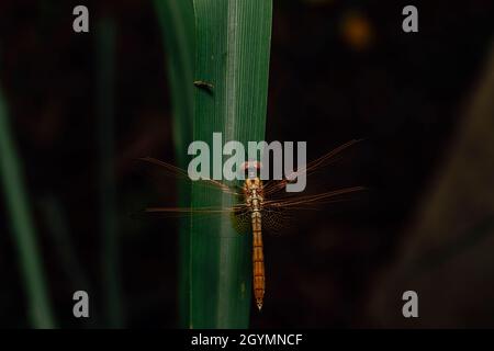 Libelle auf Gras, Pune, Maharashtra, Indien Stockfoto