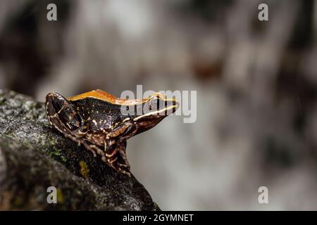 Fungoid Frog in der Nähe von Stream, Hylarana malabarica, Pune, Maharashtra, Indien Stockfoto