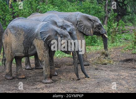 Junge afrikanische Elefanten (Loxodonta africana) im neuen Regen. Tsavo East National Park, Kenia Stockfoto