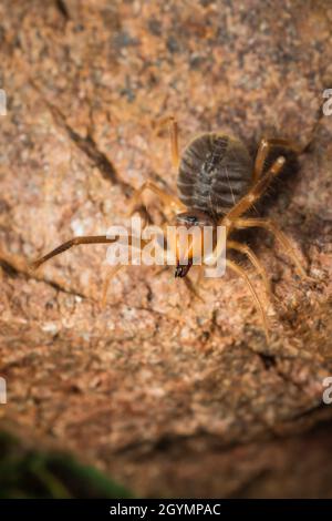 Solifuge, Sonnenspinne, Galeodes granti, Indien Stockfoto